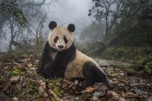 Panda di Ami Vitale, mostra Connessioni, Diritti, ambienti e conflitti" (2022) 